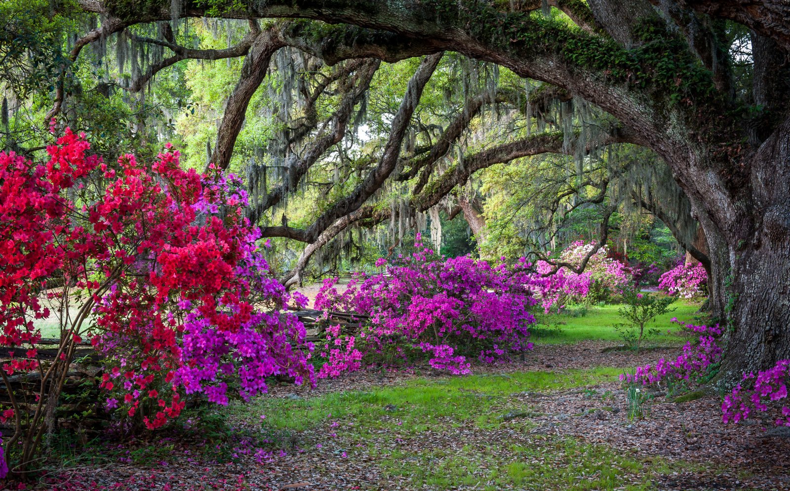 Charleston