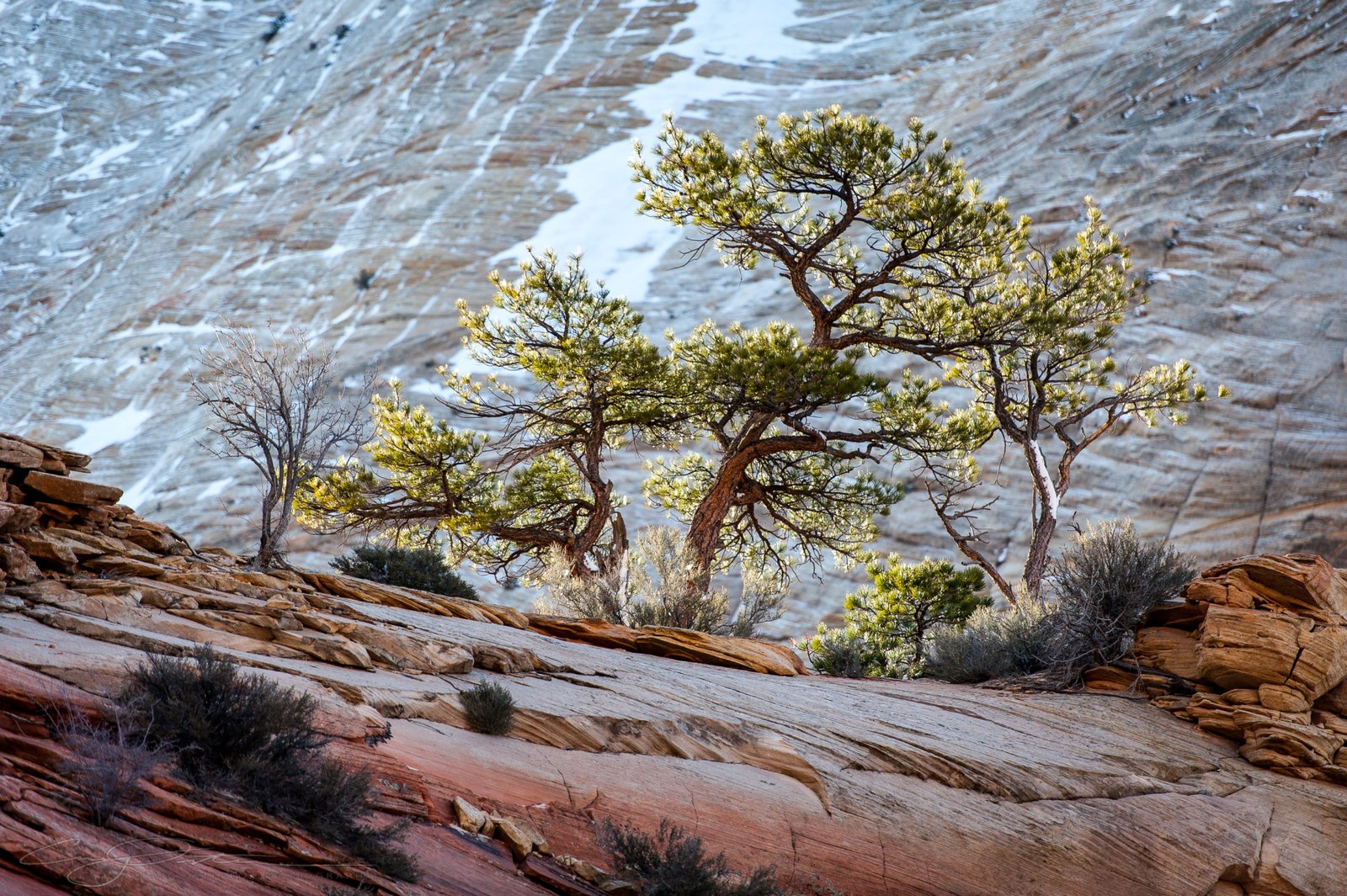 Zion